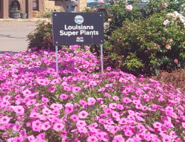 Petunia ‘Supertunia Vista Bubblegum’.